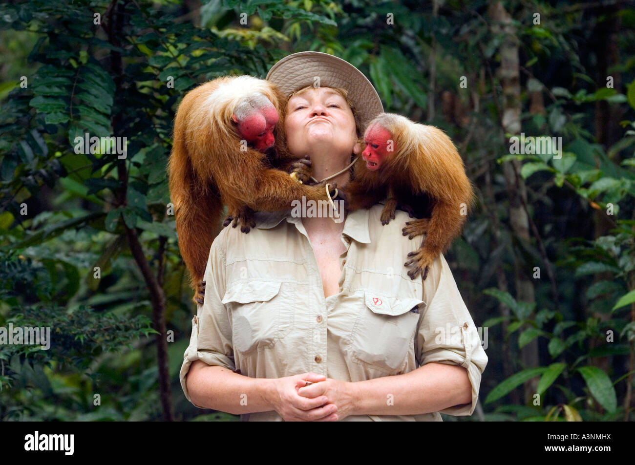 Roter Uakari Affen Stockfoto