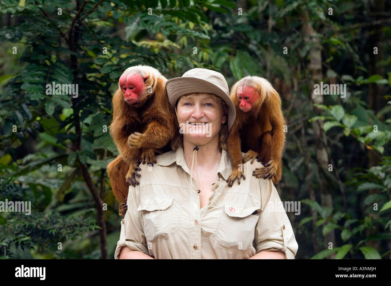 Roter Uakari Affen Stockfoto