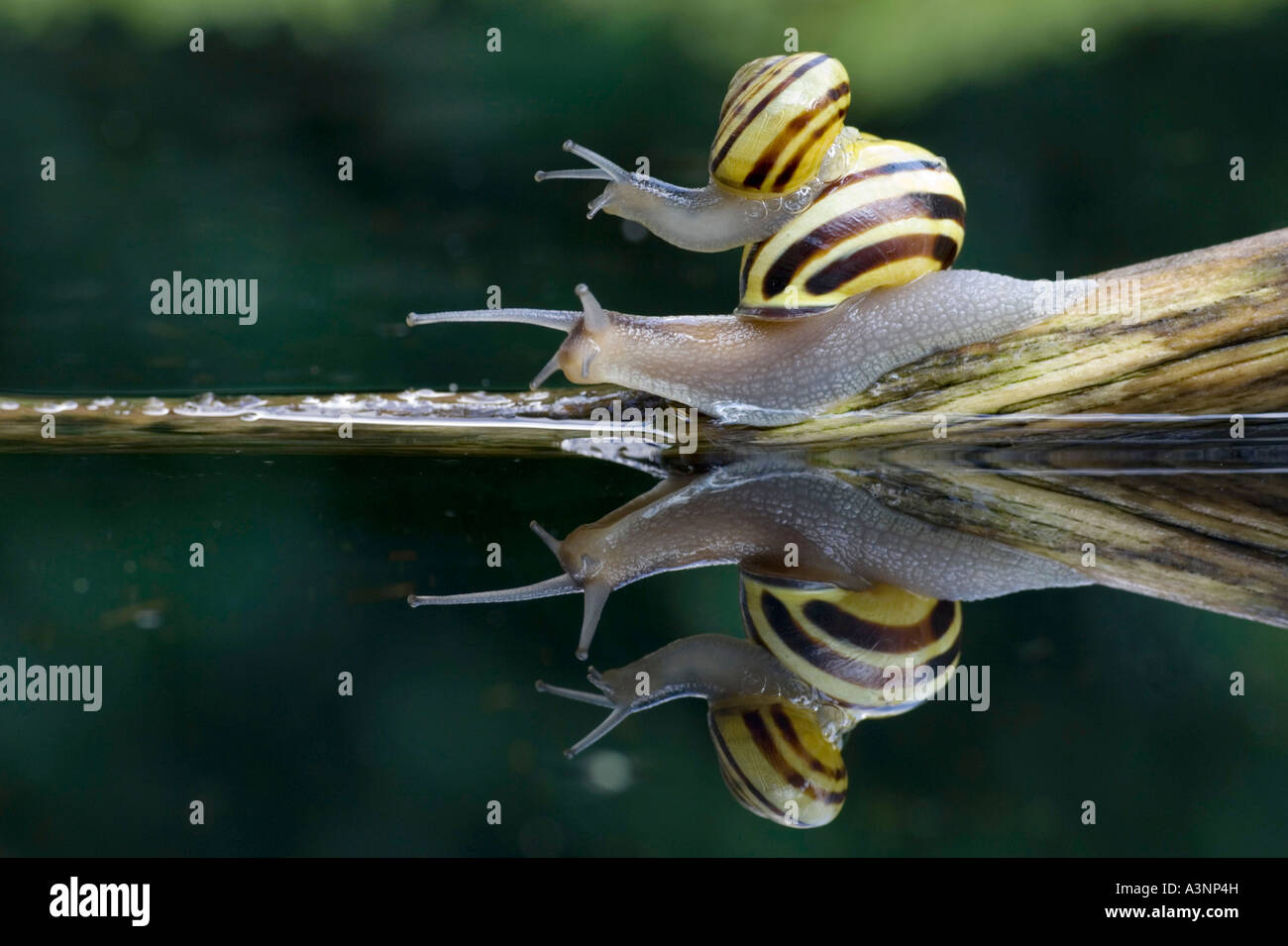 Brown-lippige Schnecke / Grove Schnecke Stockfoto