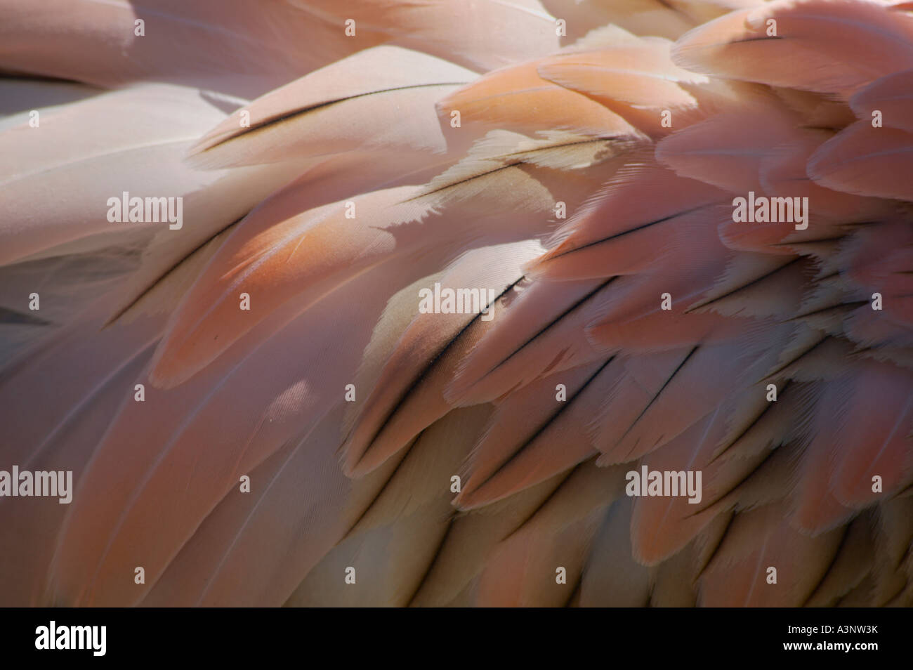 Nahaufnahme von Federn von Flamingo Stockfoto