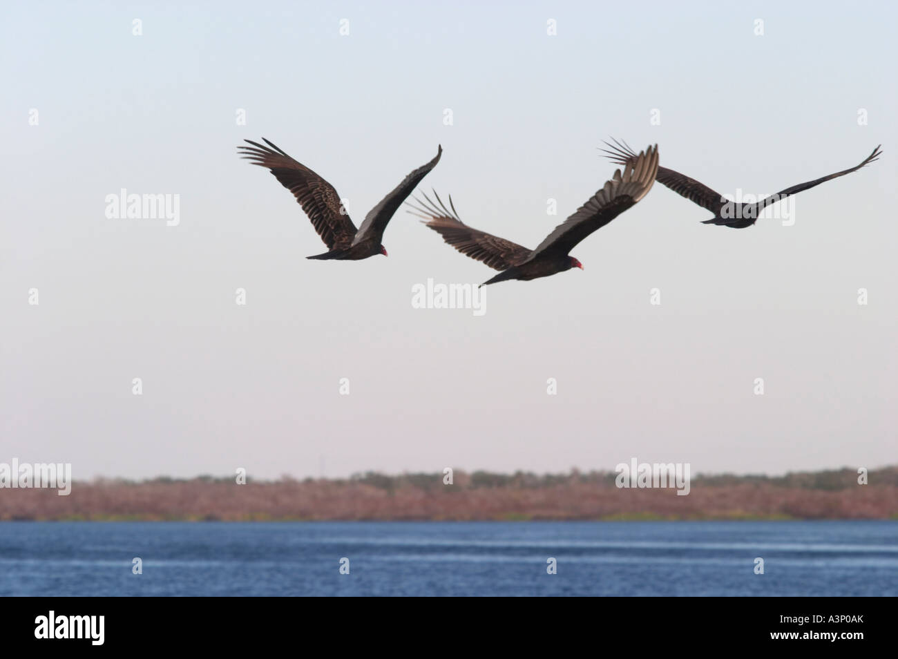 TÜRKEI-GEIER COMMOMLY BEKANNT ALS EIN BUSSARD IM FLUG IM MYAKKA RIVER STATE PARK IN SARASOTA FLORIDA Stockfoto