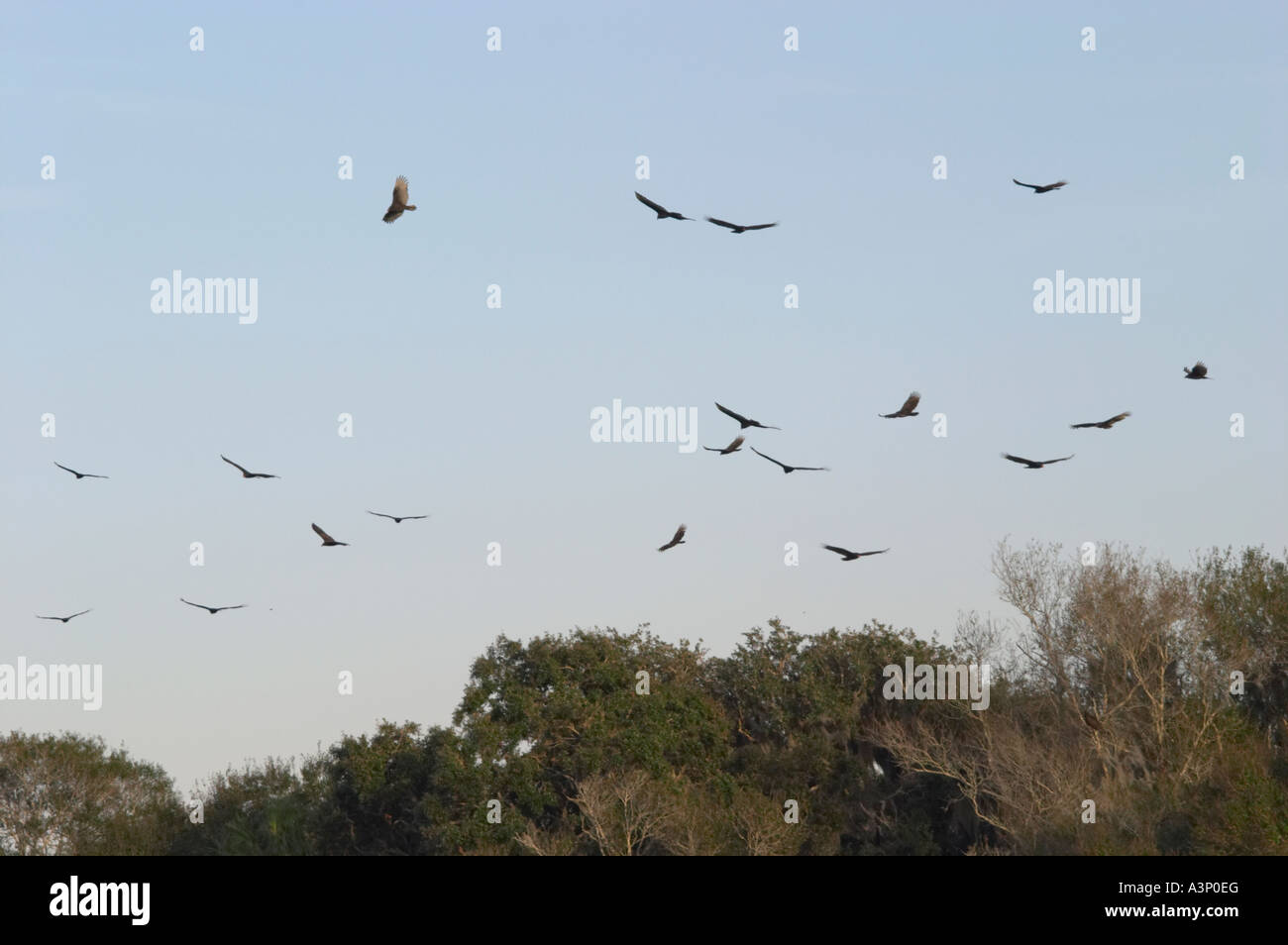 Geier fliegen über den Myakka River State Park in Sarasota Florida Stockfoto