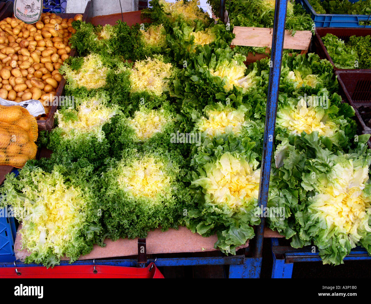 Französische Marktstand mit Endiviensalat Kopfsalat nördlichen Frankreich Hesdin Stockfoto