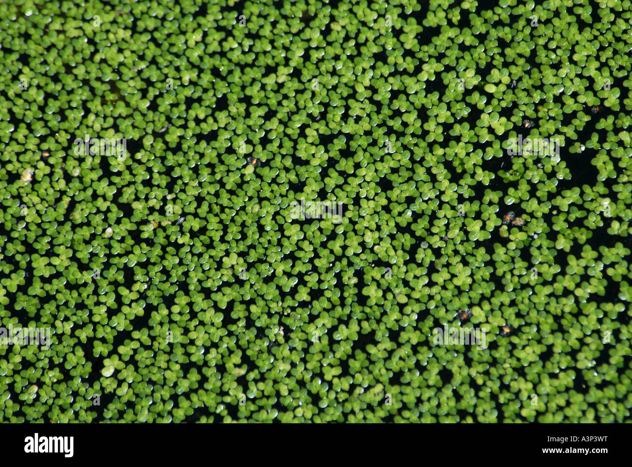 Gemeinsamen Wasserlinsen (Lemna minor) Stockfoto