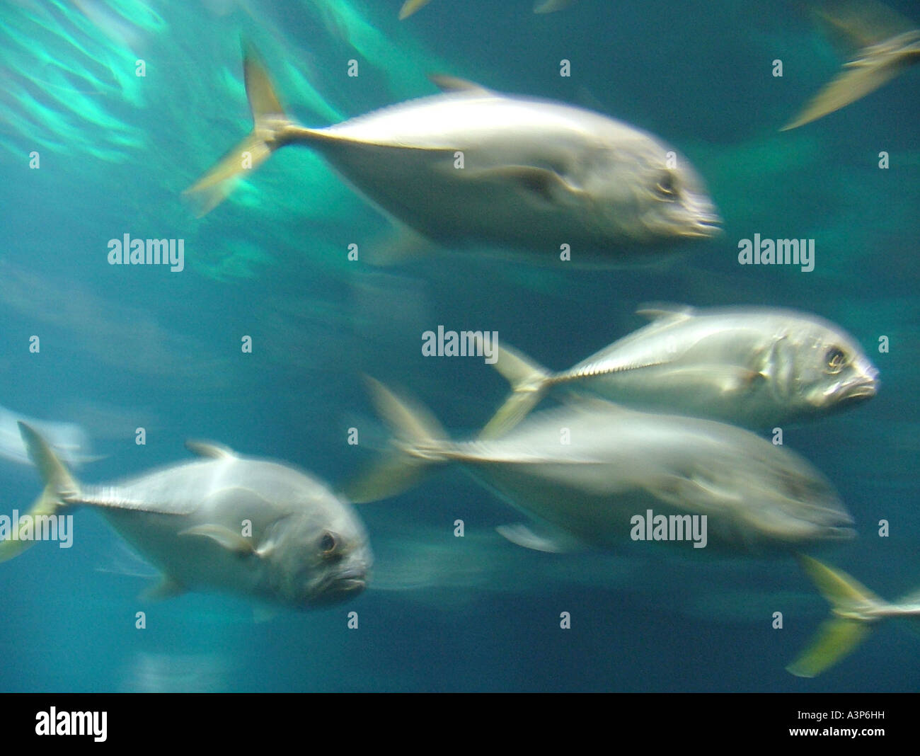 Gruppe von Fischen schwimmen im großen aquarium Stockfoto