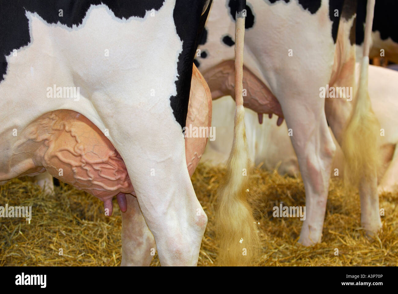 Holstein Kühe im Stall mit Euter werden gemolken Royal Agricultural Winter Fair kanadische nationale Ausstellung Toronto Stockfoto