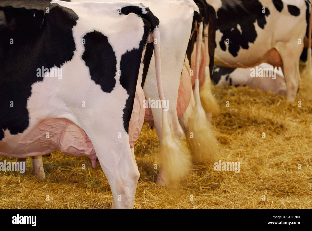 Reihe von Holstein Kühe melken in den Stall zeigen ihre Euter Royal Agricultural Winter Fair kanadische nationale Ausstellung Toronto Stockfoto