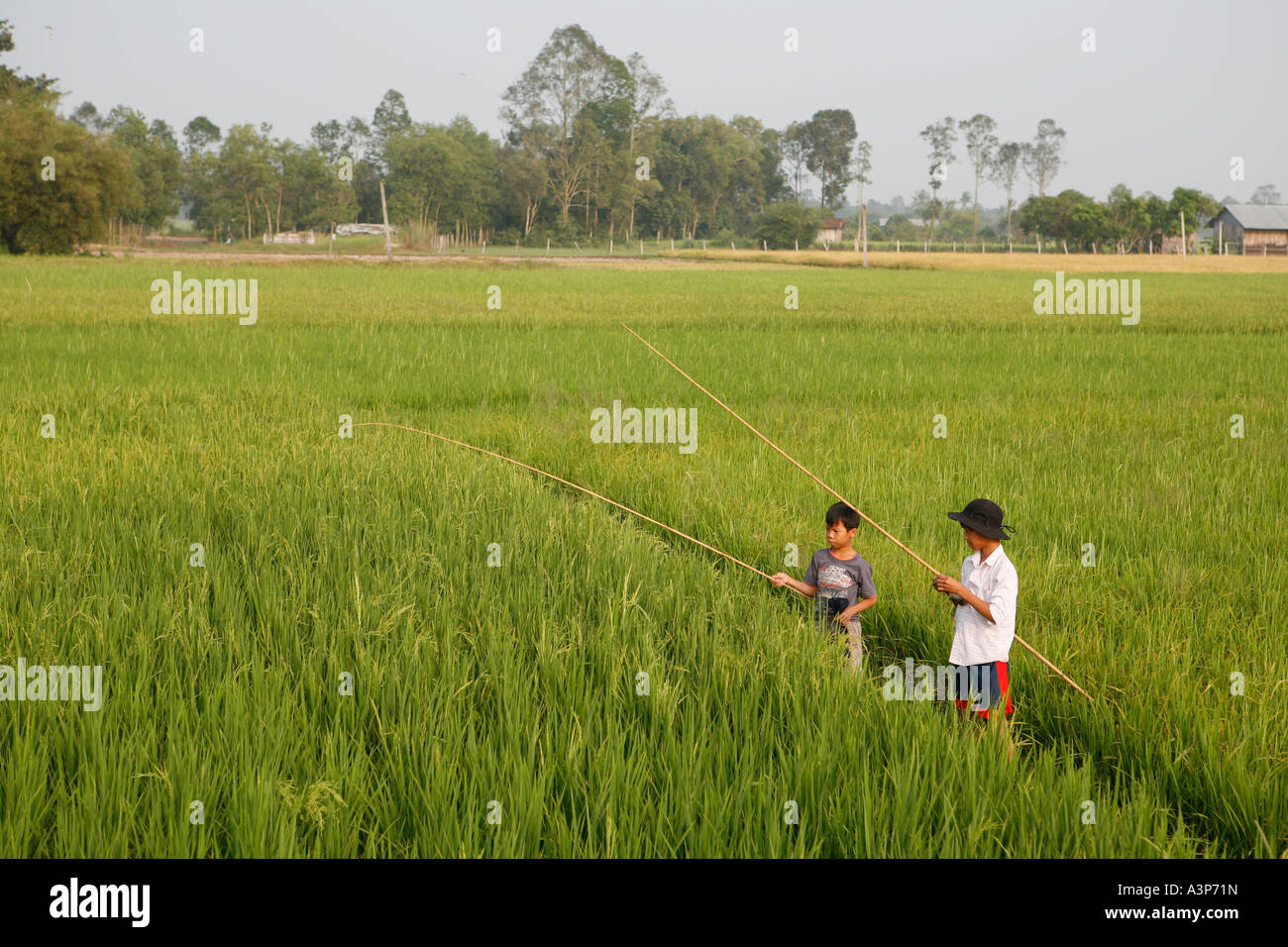 Jungen Cathing Frösche in den Reisfeldern von Tay Ninh (Vietnam 2006). Stockfoto