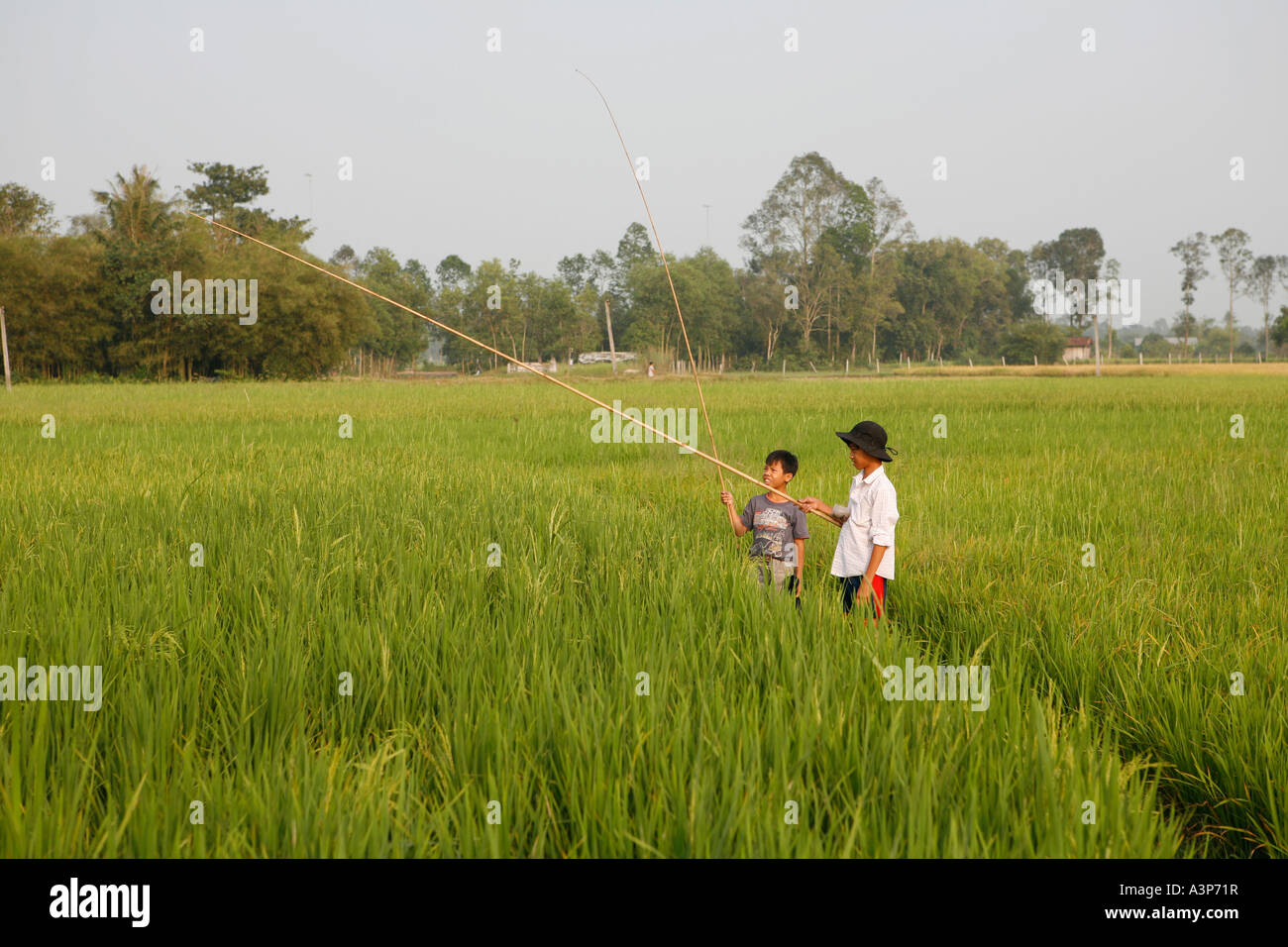 Jungen Cathing Frösche in den Reisfeldern von Tay Ninh (Vietnam 2006). Stockfoto