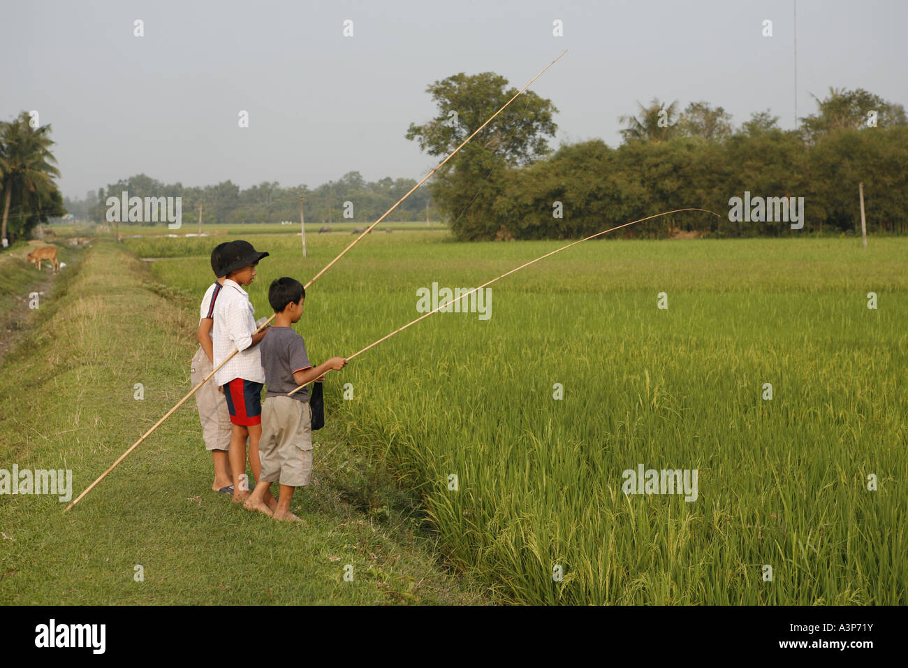 Die Jungs fangen Frösche in den Reisfeldern von Tay Ninh (Vietnam 2006). Stockfoto