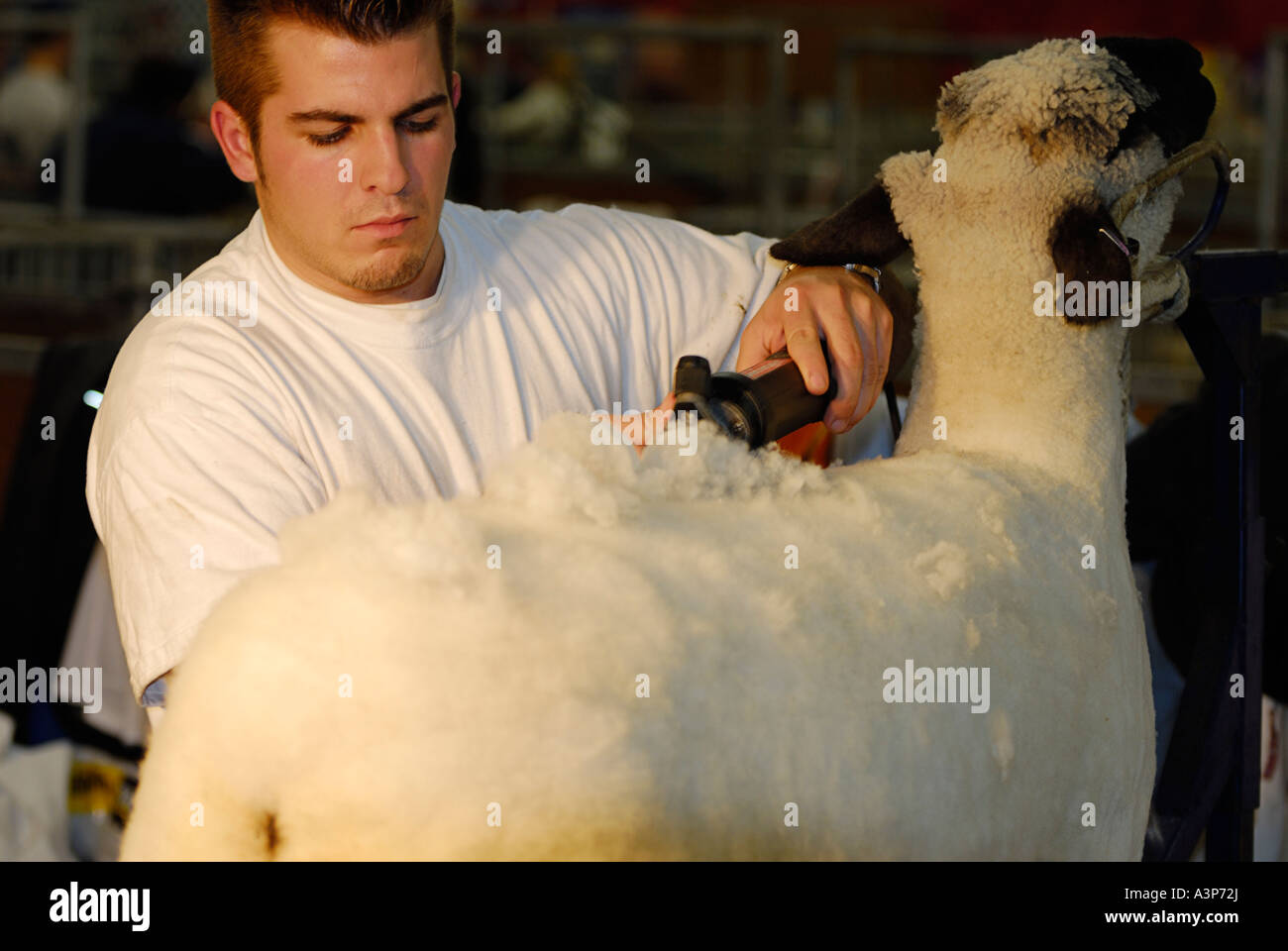 Junger Mann rasieren ein Schaf mit Clippers an der Royal Agricultural Winter Fair kanadische nationale Ausstellung Toronto Stockfoto