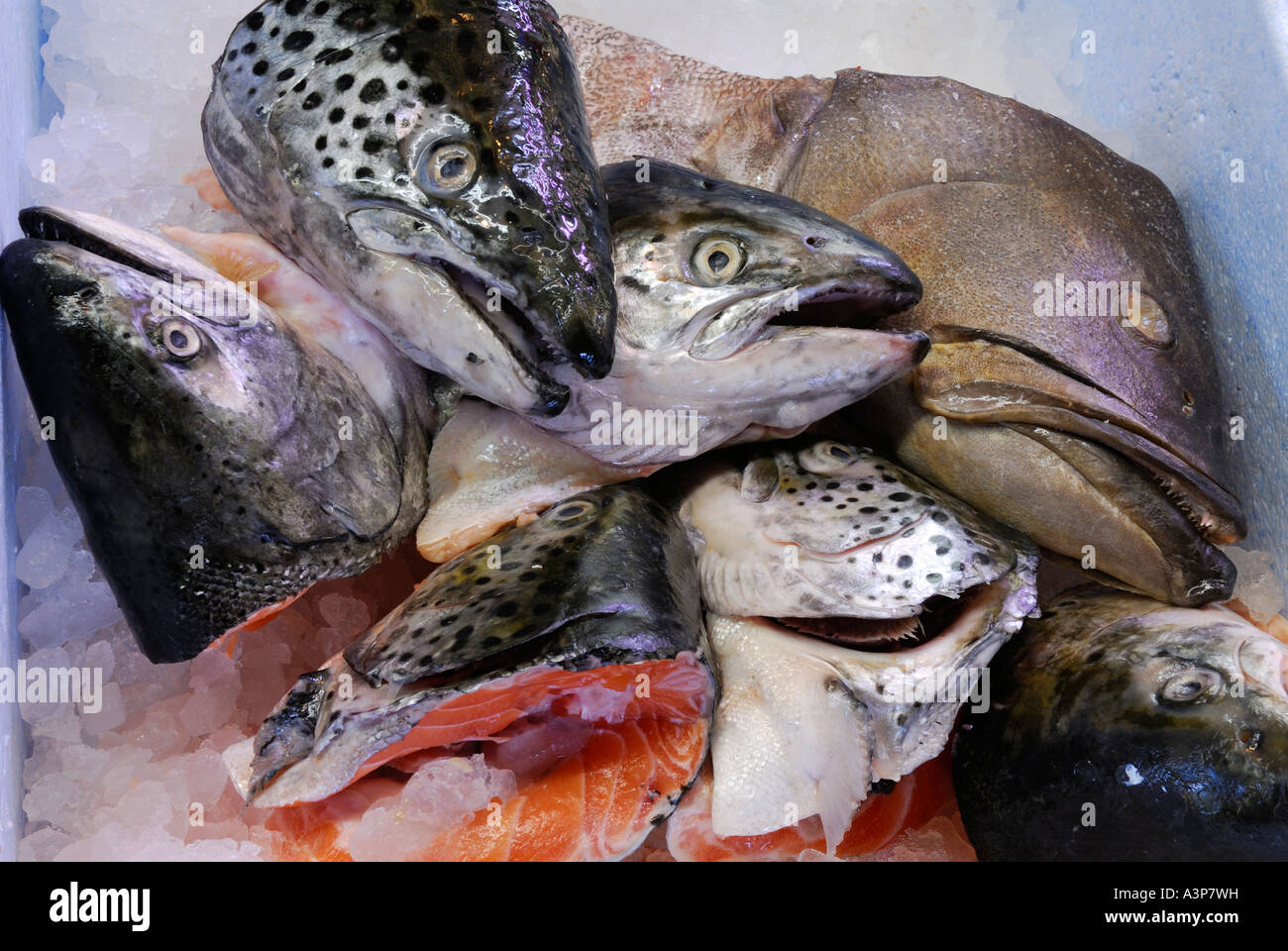 Abgeschlagene Fische Köpfe in einem Eiskübel auf dem Markt Stockfoto