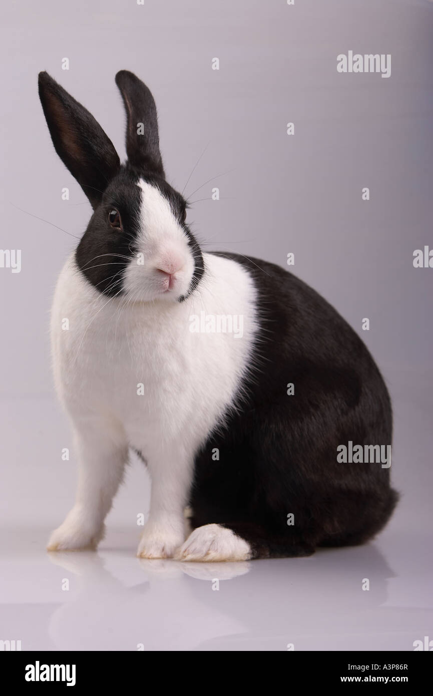 Inländische Kaninchen Oryctolagus Cuniculus Niederländisch züchten Grand Prairie, Texas USA Stockfoto