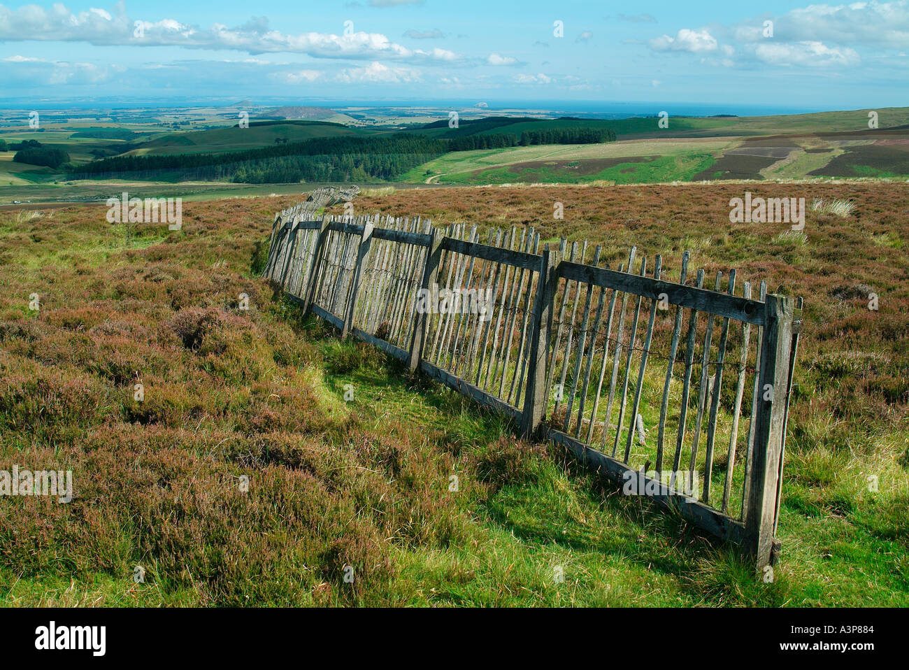 Lammermuir Hügel, Schottland Stockfoto