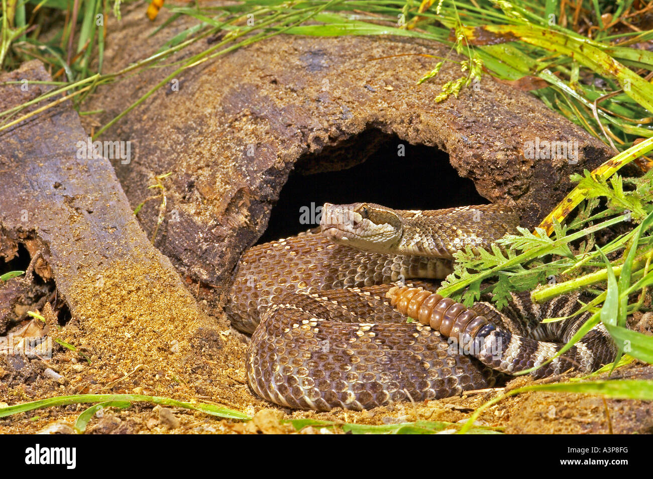 Nördlichen Pazifik-Klapperschlange Crotalus Biridis Oreganus Venemous NW USA Stockfoto