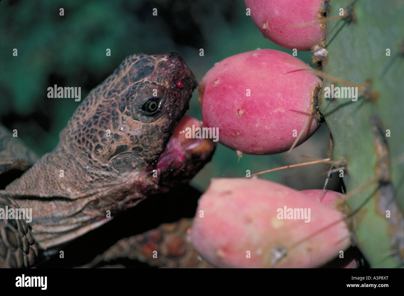 Wüste Schildkröte Gopherus Agassizii Arizona Essen Obst pieksigen Birne Kaktus Stockfoto