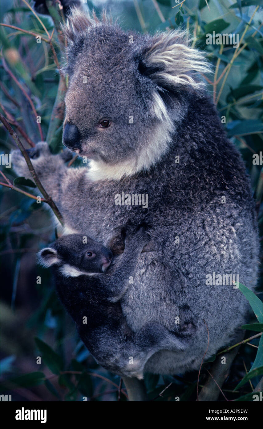 Koala Phascolarctos Cenereus Mutter und Baby-Australien Stockfoto