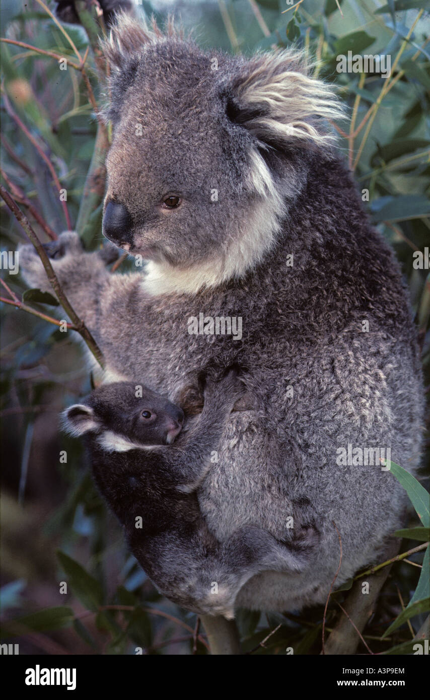 Koala Phascolarctos Cenereus Mutter und Baby-Australien Stockfoto