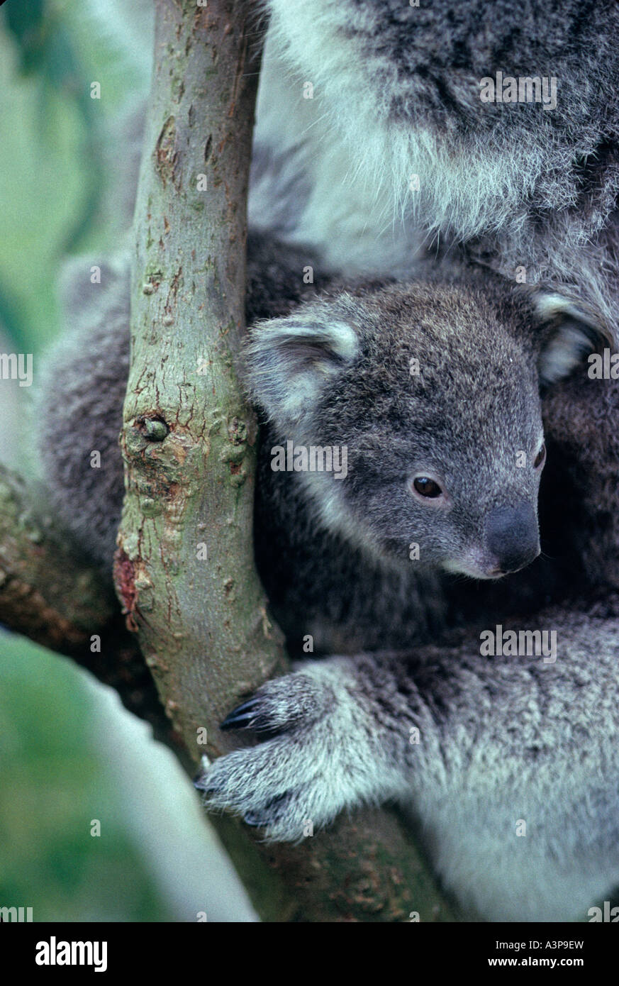 Koala Cub Phascolarctos Cenereus Australien Stockfoto
