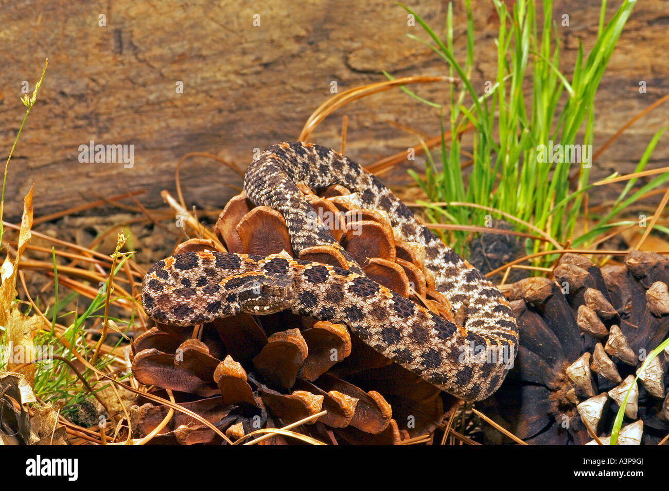 Altrosa Pygmy Rattlesnake Sistrurus Miliarius SE USA Stockfoto