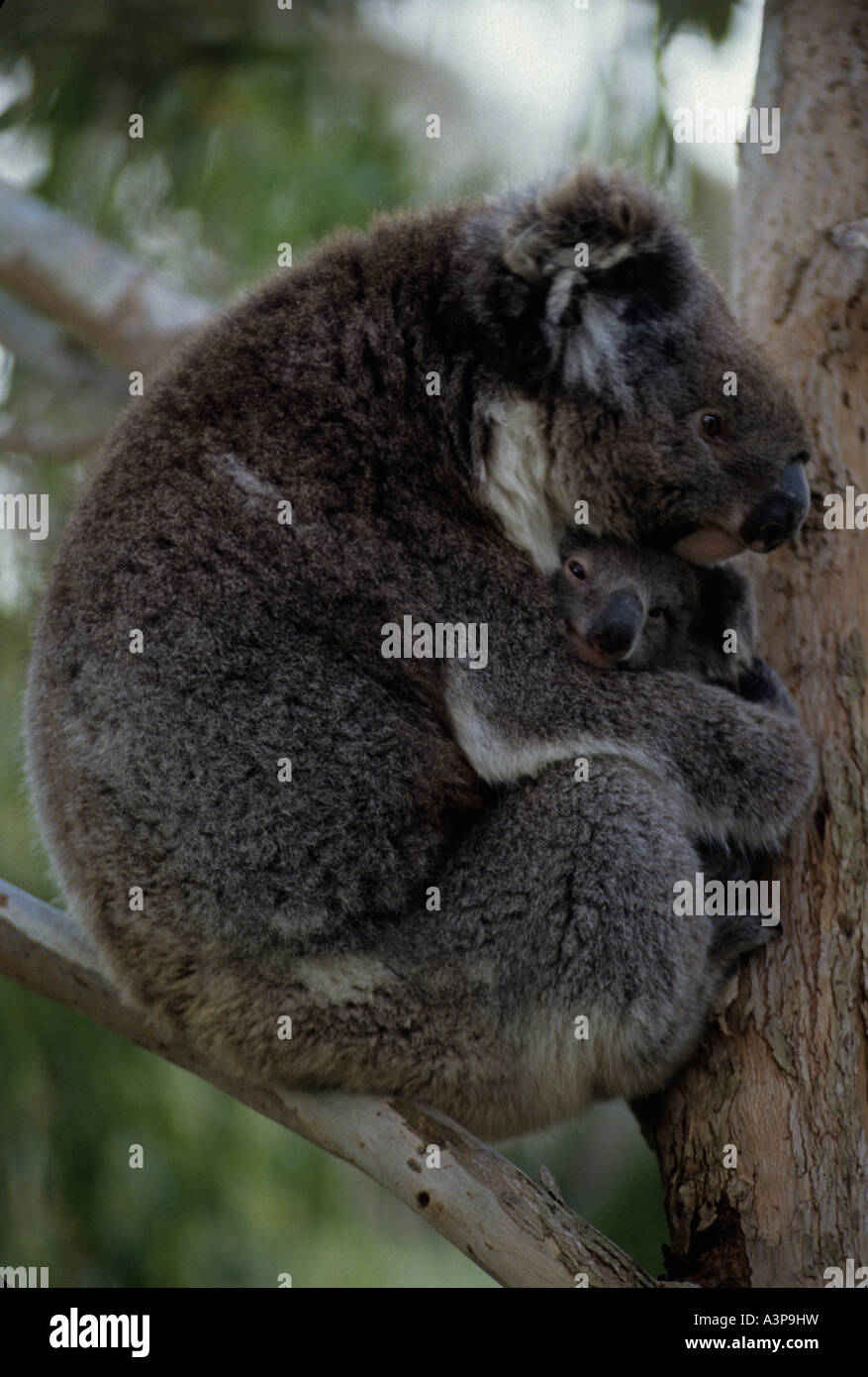 Koala Phascolarctos Cenereus Mutter und baby Stockfoto
