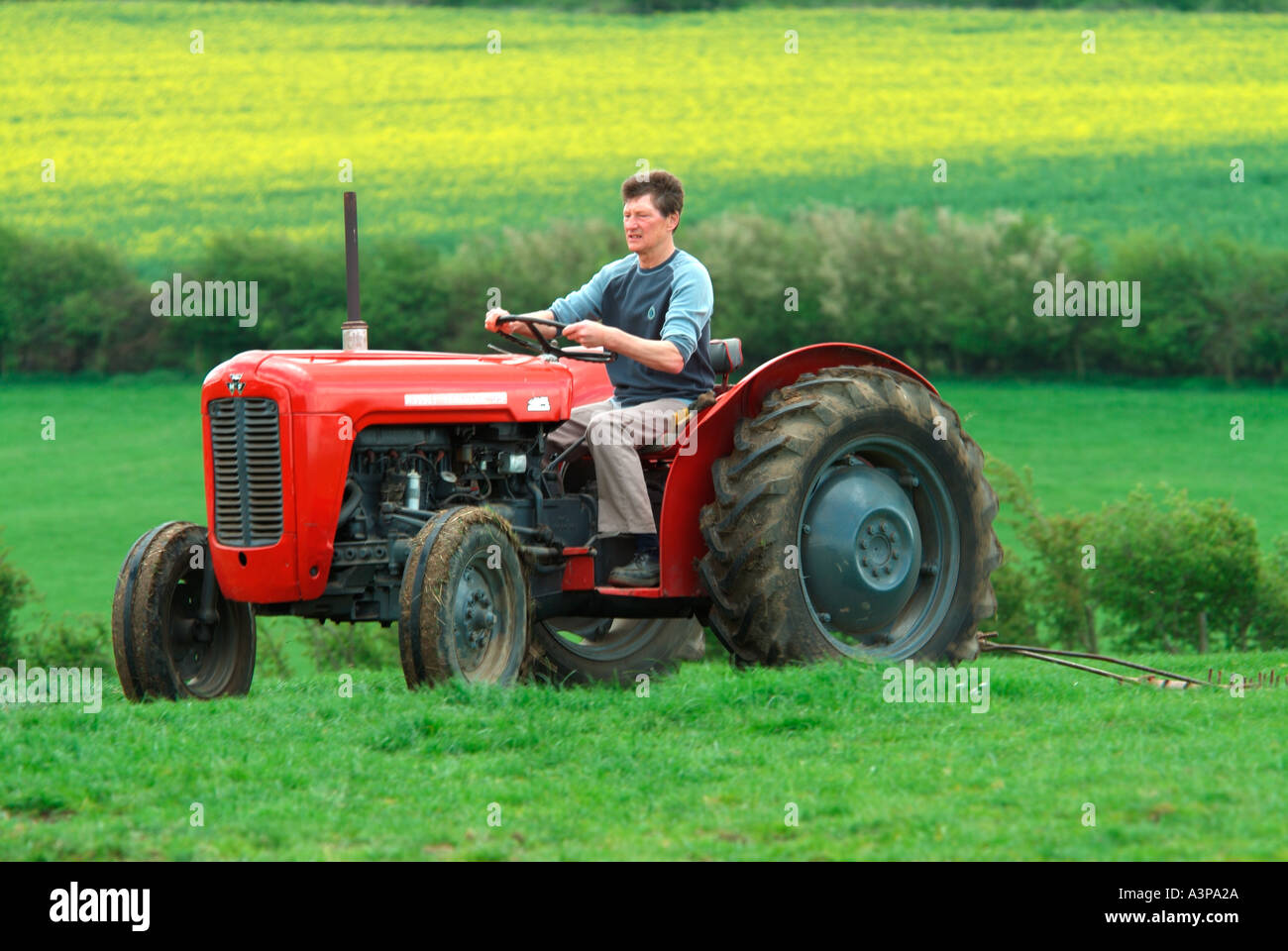 1959 rot Massey Ferguson FE35 Traktor verwendet heute für das Ziehen der Pfeile und ein Rasen-Topper in einem paddock Stockfoto