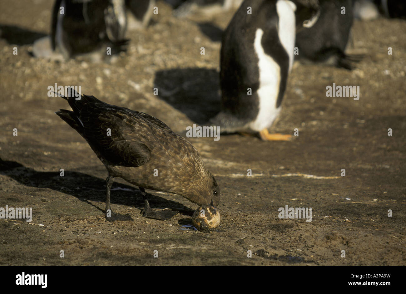 Antarktis Skua Catharacta Antarctica Fütterung auf zurückdatierte Pinguin Ei Falkland Stockfoto