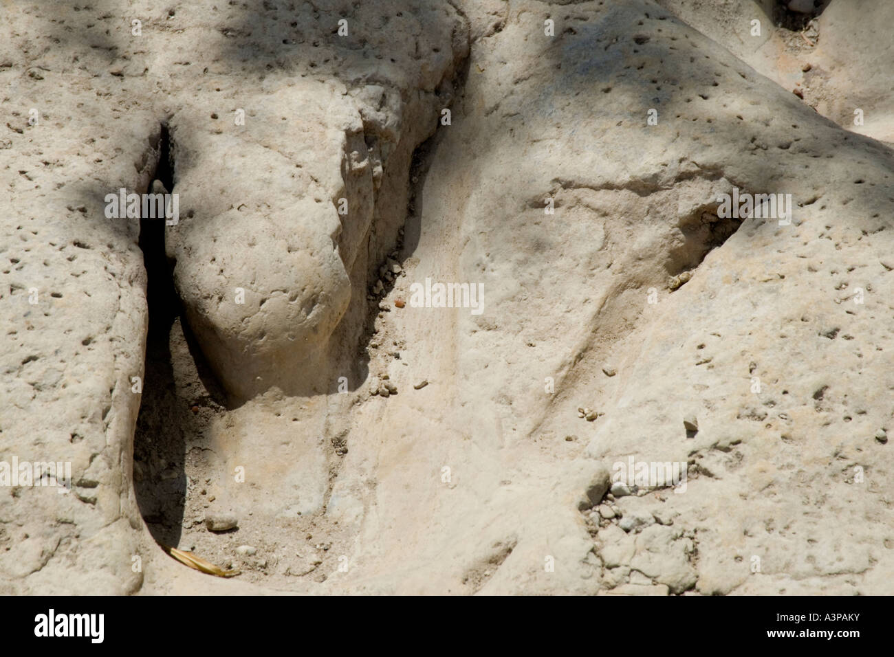 Big Dinosaur Footprint Stockfoto