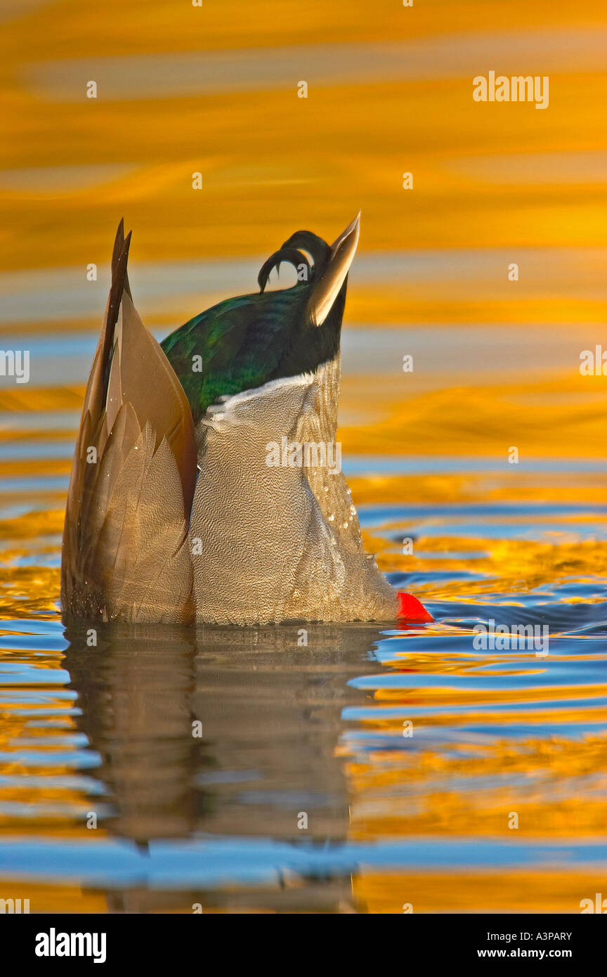 Stockente Anas Platyrhynchos Männerkopf im Wasser USA Stockfoto