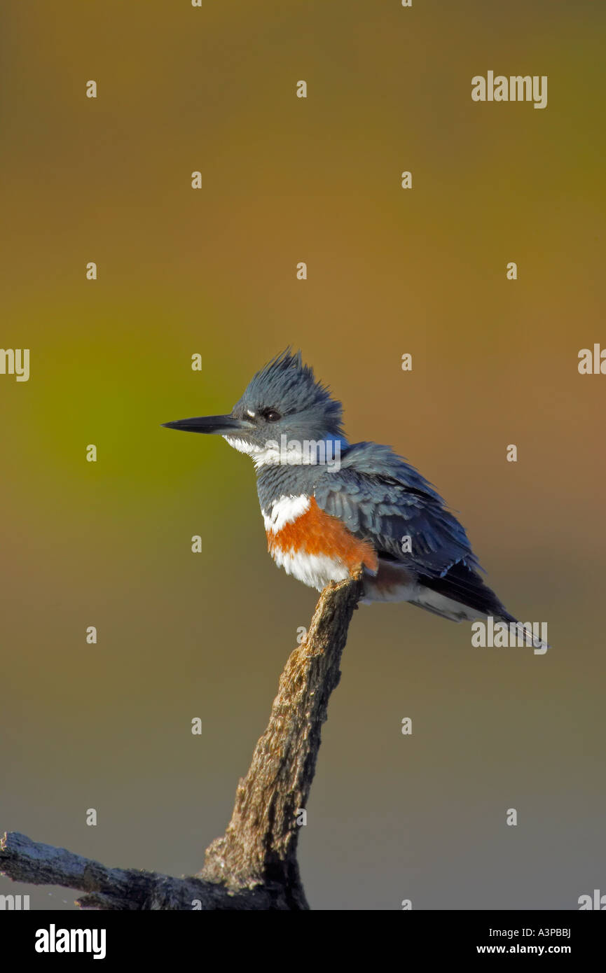 Belted Kingfisher Ceryle Alcyon Sonnen Texas USA Stockfoto