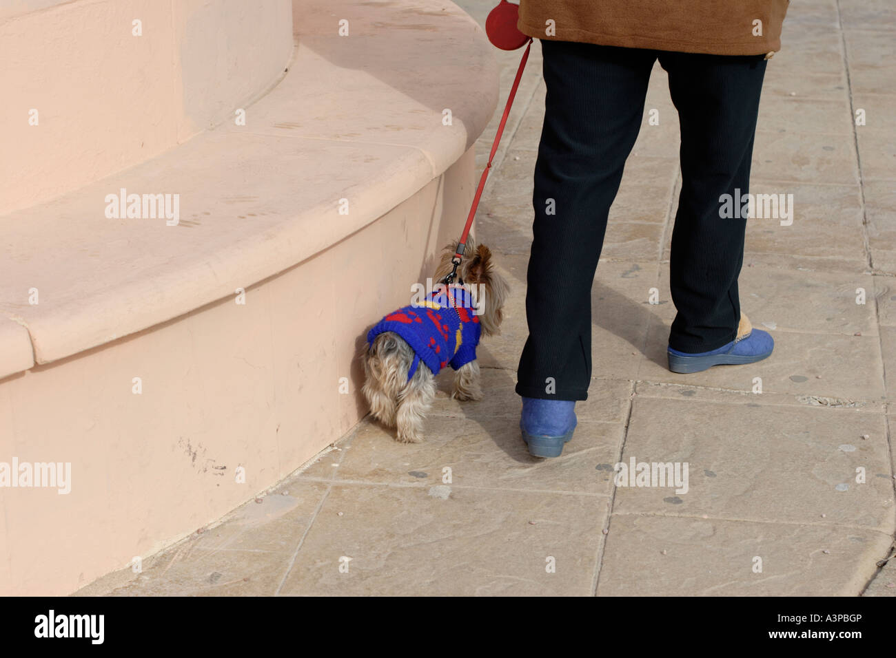 Frau trägt blaue Hausschuhe zu Fuß, Yorkshire-Terrier tragen blaue Strickmantel Stockfoto