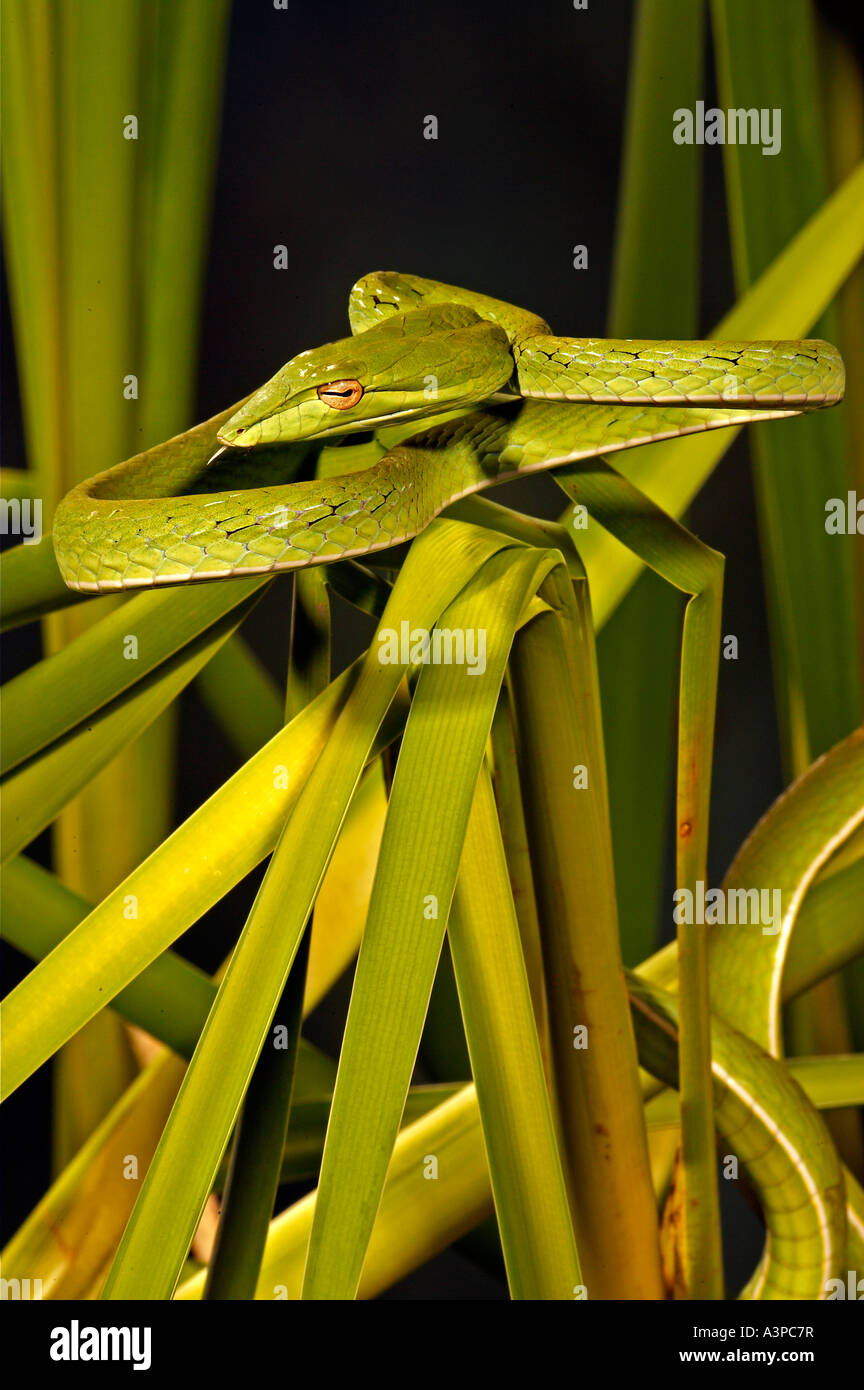 Lange Nase Tree Snake Ahaetulla Prasinus Süd-Ost-Asien Stockfoto