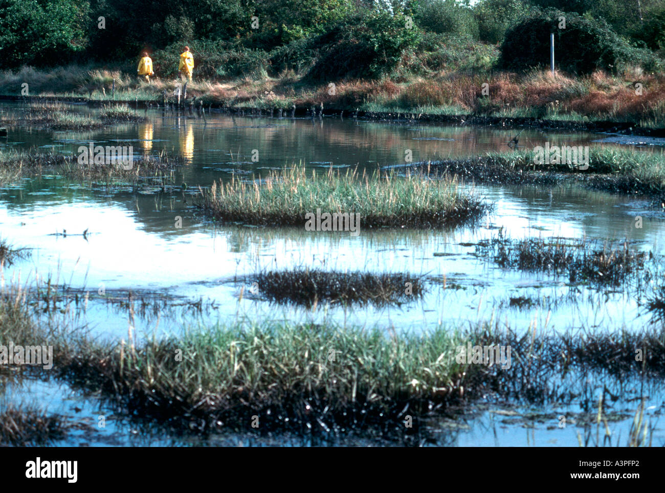 Verschmutzte Sümpfe nach Öl verschütten von Fawley Raffinerie New Forest Hampshire - UK Stockfoto