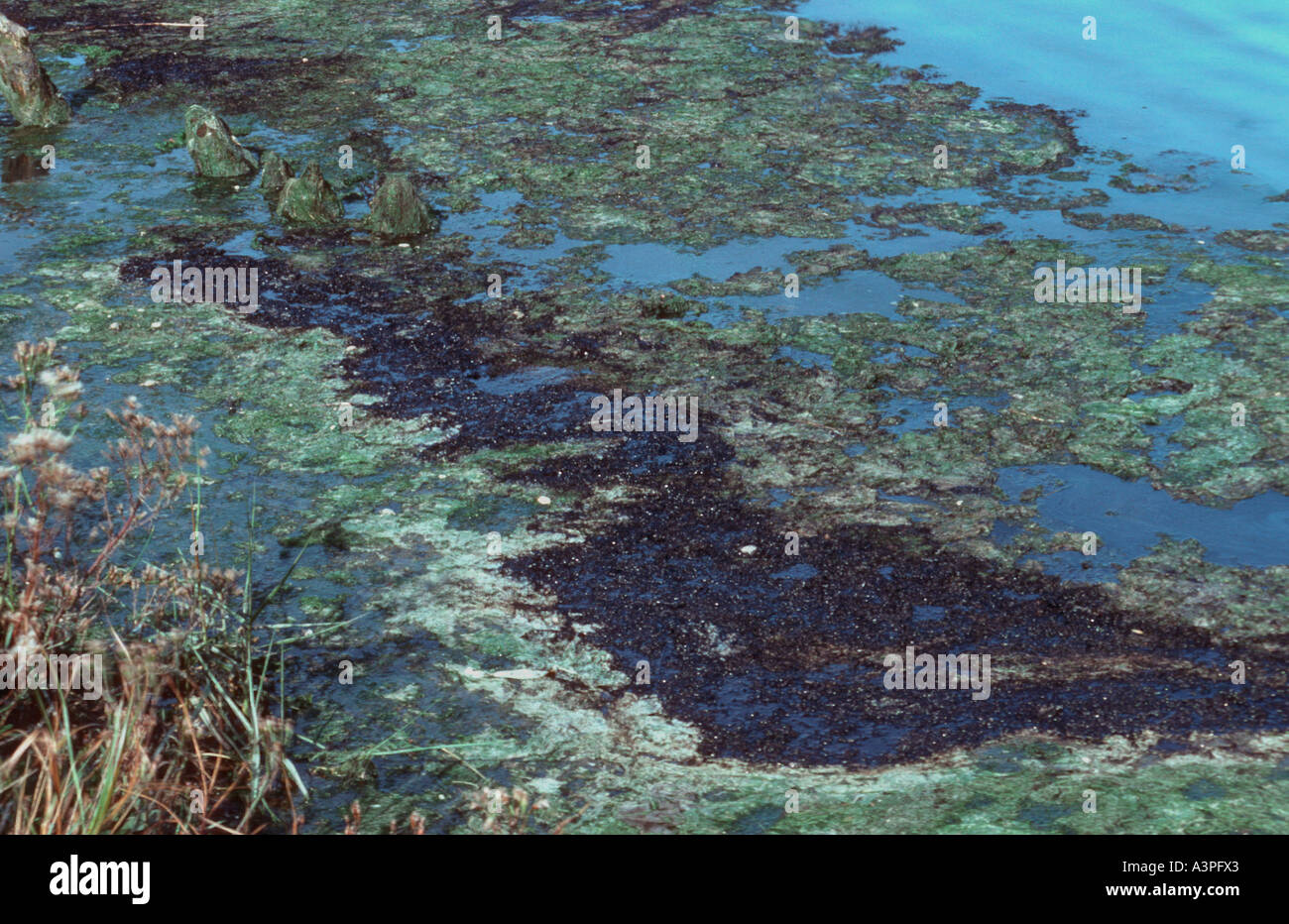 Verschmutzte Sümpfe nach Öl verschütten von Fawley Raffinerie New Forest Hampshire - UK Stockfoto