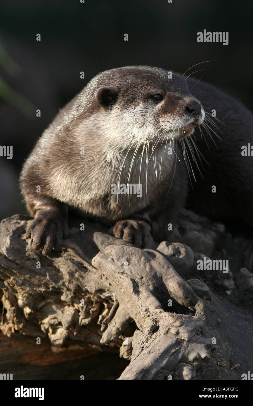 Asiatischen kurze Krallen otter Stockfoto
