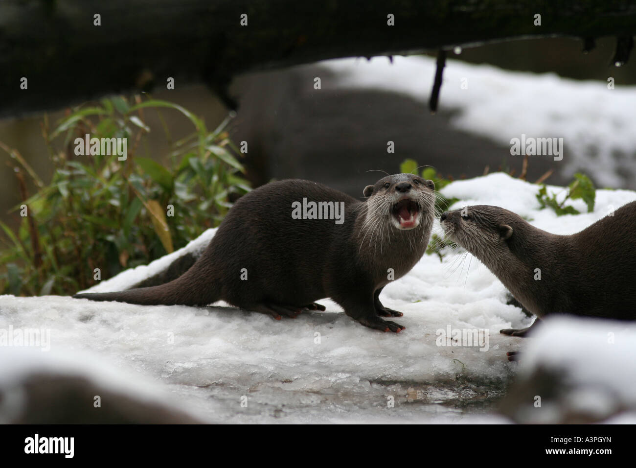 Asiatischen kurze Krallen Otter im Schnee Stockfoto