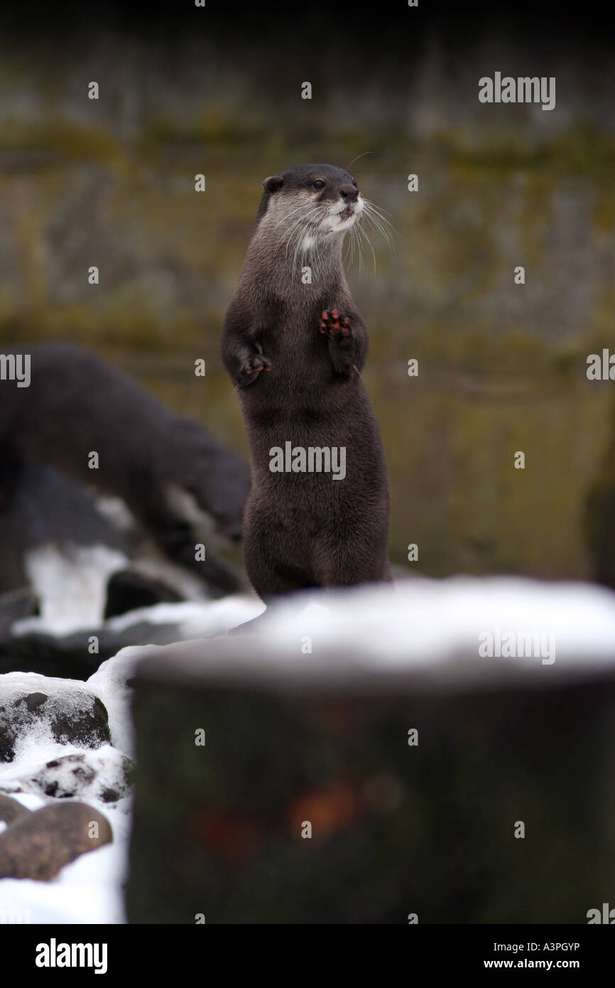 Asiatischen kurze Krallen Otter im Schnee Stockfoto