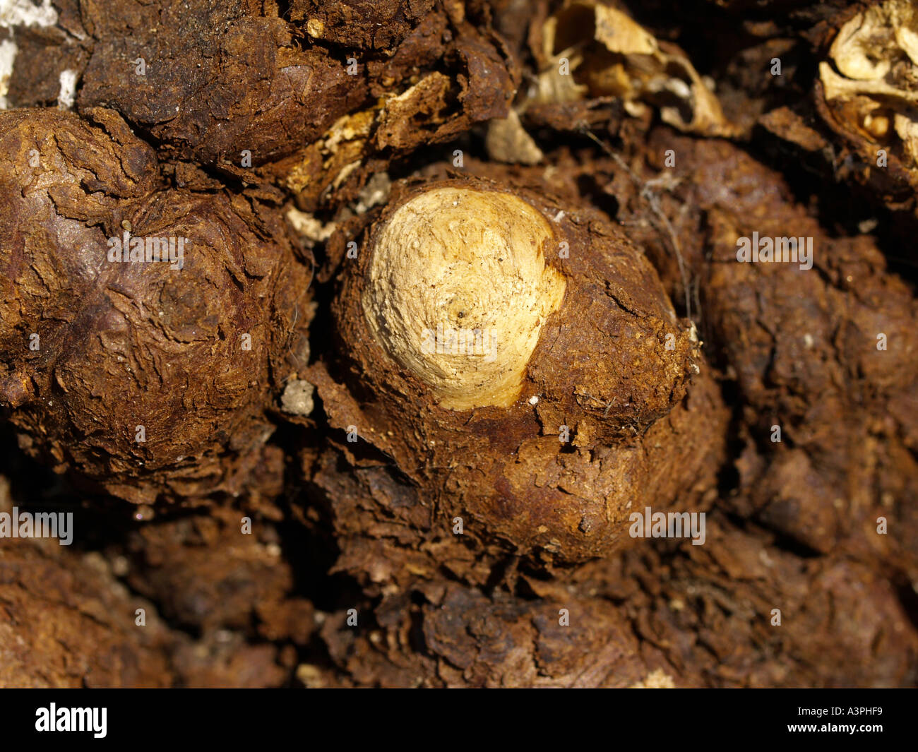 Wurzelstock Stockfoto