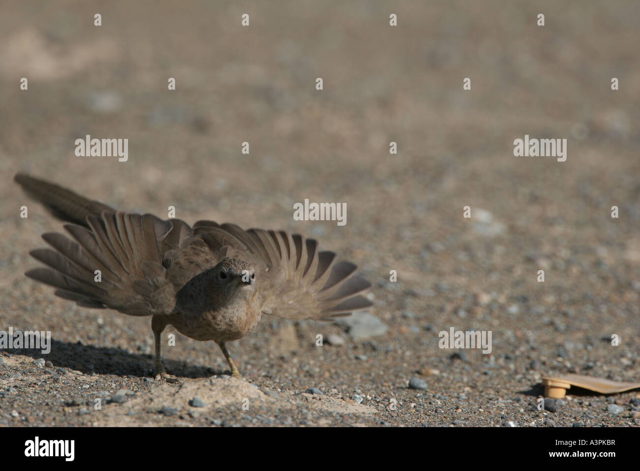 Arabischer Schwätzer Stockfoto