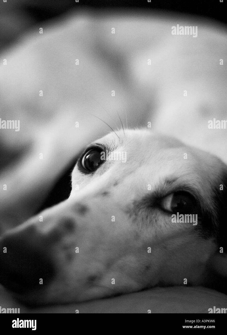 Ein Windhund/Saluki Kreuz, engen flachen Fous auf das Auge. Stockfoto