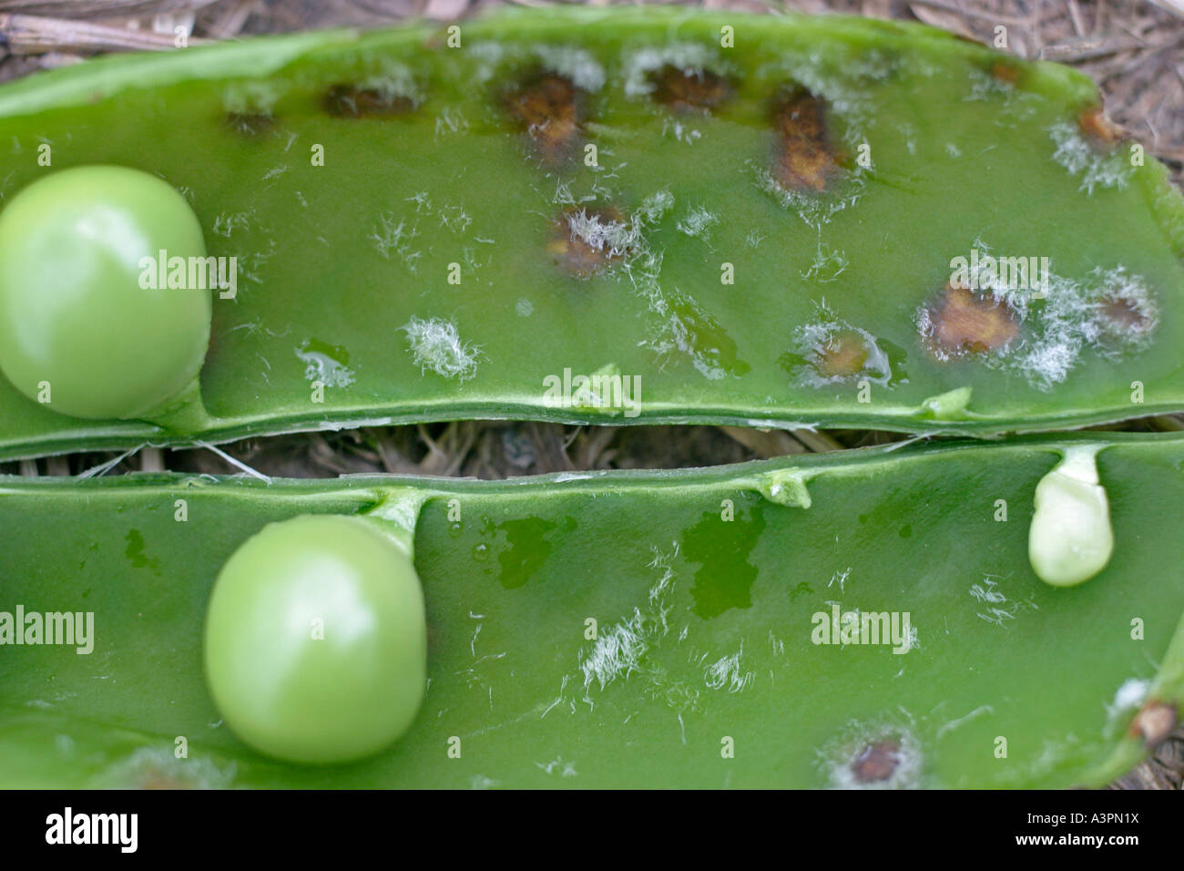 PEA Leaf und Pod vor Ort Ascochyta Pisi Nahaufnahme von offenen Pod zeigt pilzliche Hyphen Stockfoto