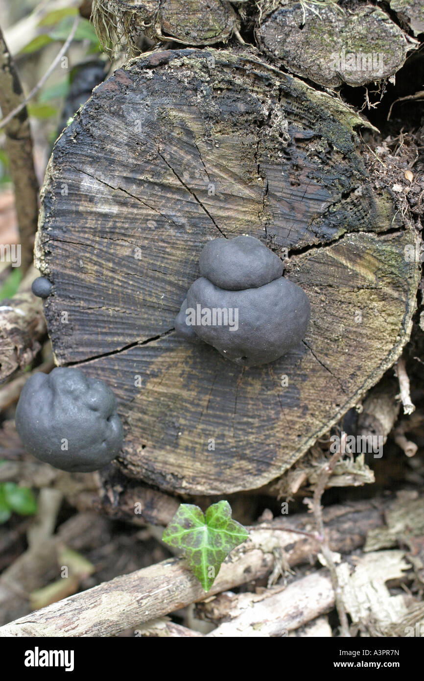 CRAMPBALL DALDINIA CONCENTRICA WACHSEN AUF ASCHE Stockfoto
