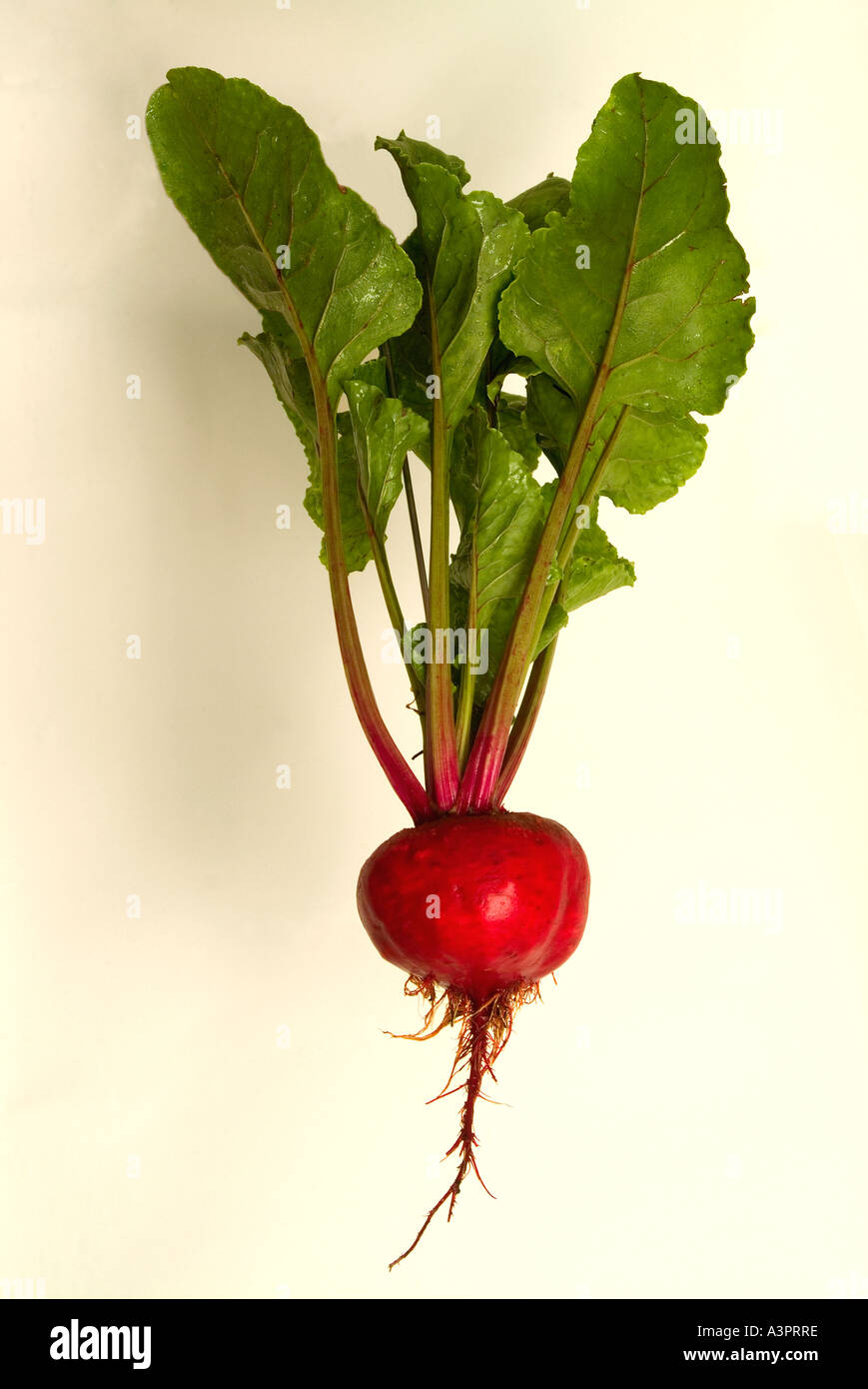 Frisch geerntete Rübe Beta vulgaris Stockfoto