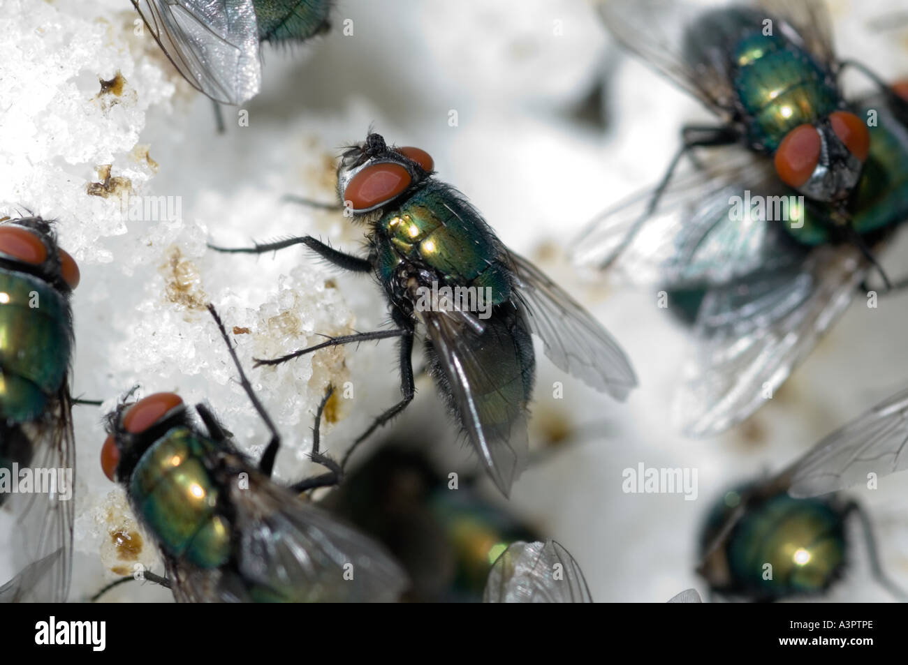 Maden-Produktion, fliegt Greenbottle/Zusammenarbeit Fütterung auf Würfelzucker Stockfoto