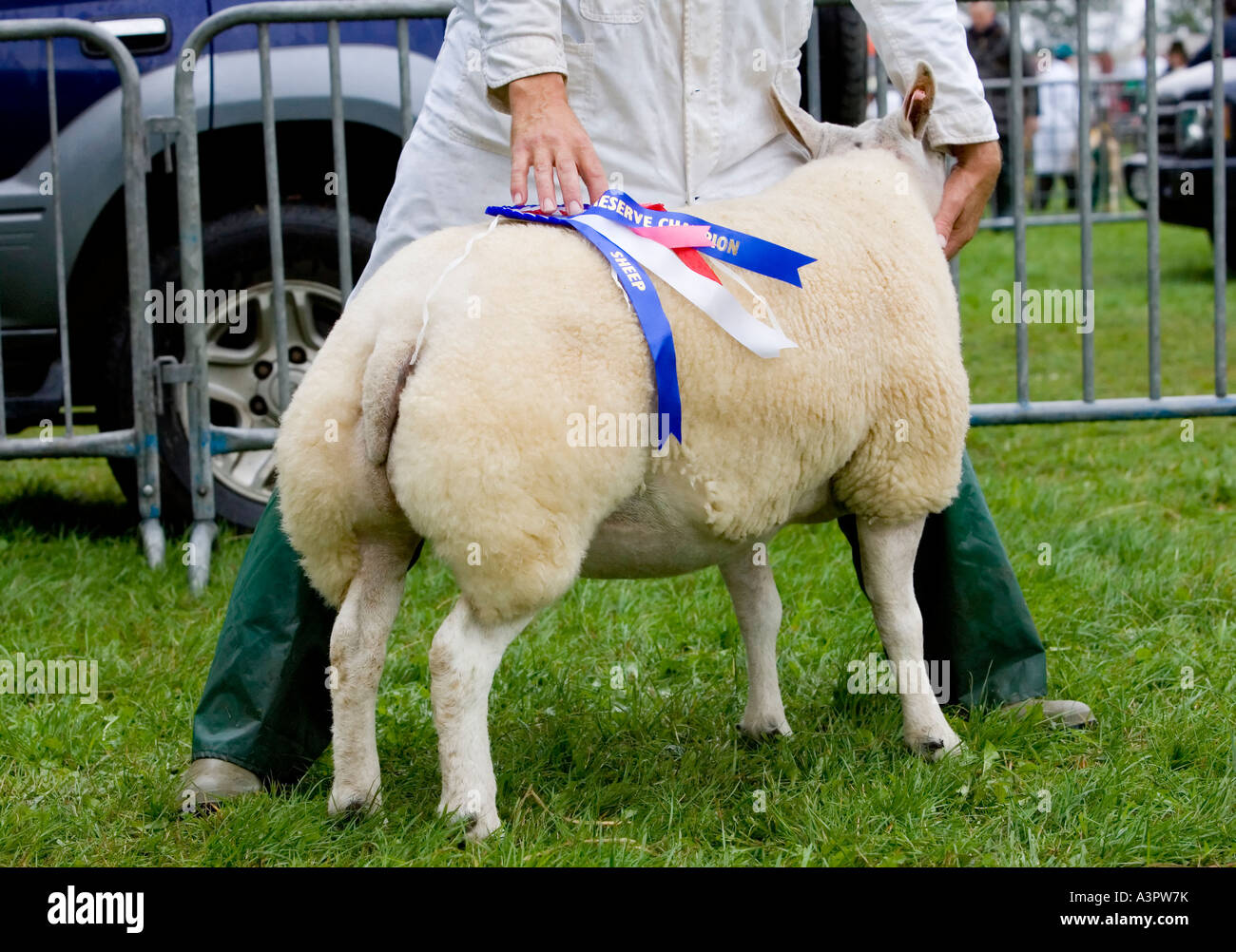 Beltex Schafe auf Messe gewinnen Stockfoto