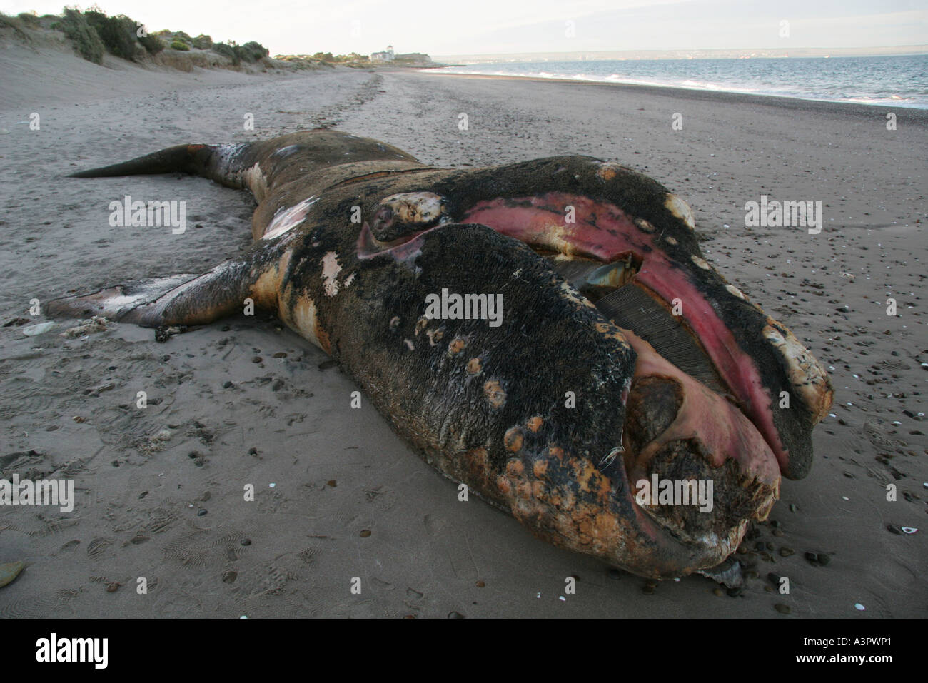 12. November 2005 toten jungen southern Right Wale am Strand von Puerto Madryn Chubut Patagonien Argentinien Stockfoto