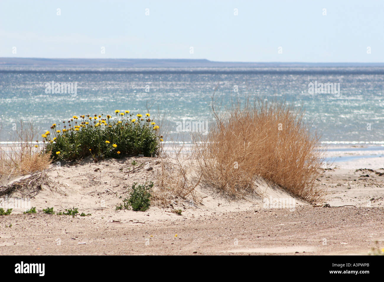 15. November 2005 Puerto Madryn Strand und Golfo Nuevo Chubut Patagonien Argentinien Stockfoto