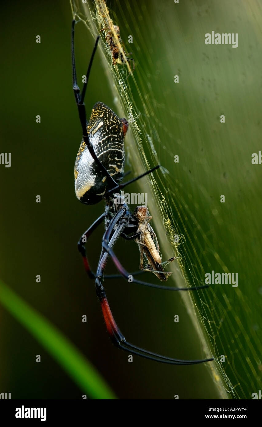 Golden Orb Spider (Nephila Clavipes) Stockfoto