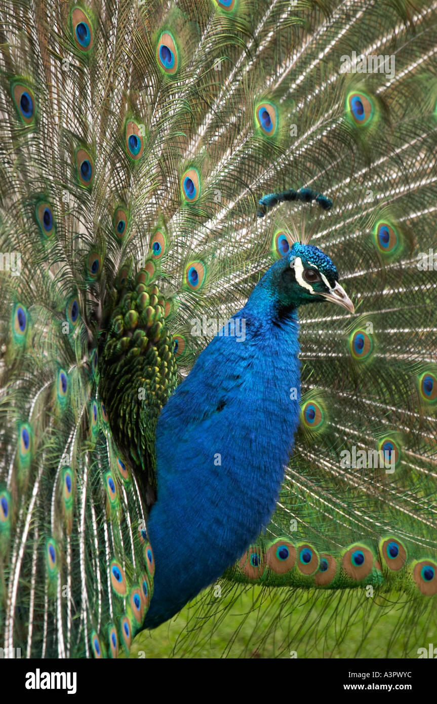 Peacock Verbreitung Schwanzfedern (Pavo Cristatus) Stockfoto