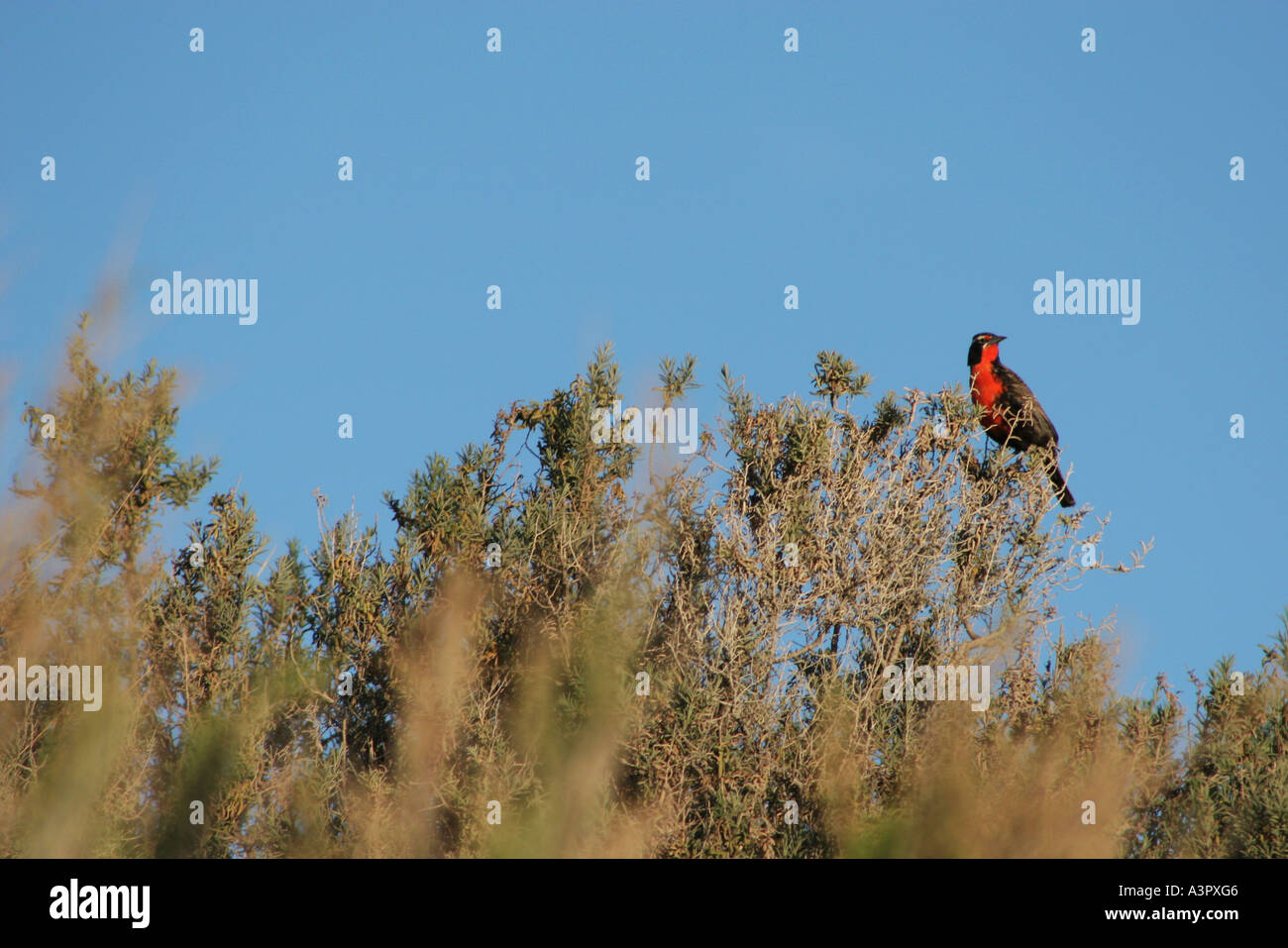 19. November 2005 lange tailed Meadowlark Loica Comun Piramides Golfo Nuevo Halbinsel Valdes Chubut Patagonien Argentinien Stockfoto